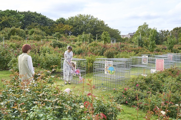  バラに囲まれた整形式庭園_アリスのクロッケー