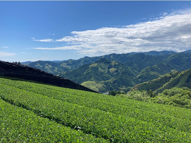 「天空の抹茶」は、静岡県の豊かな自然に囲まれた山間地域で栽培されている