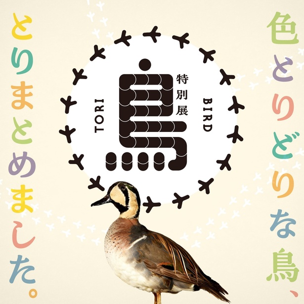 2024年11月2日(土)から開幕する国立科学博物館・特別展「鳥」。最新の系統分類をもとに、鳥類特有の体の構造や生態を紹介