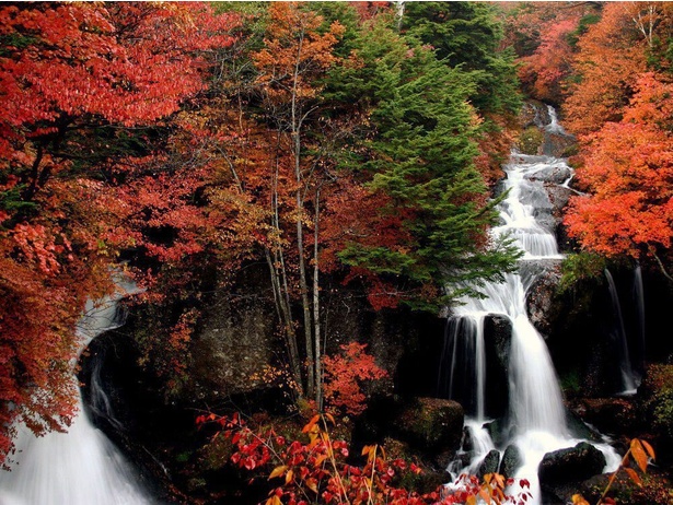 真っ赤に紅葉したモミジと、渓流瀑の対比が風情満点／日光(竜頭滝)の紅葉