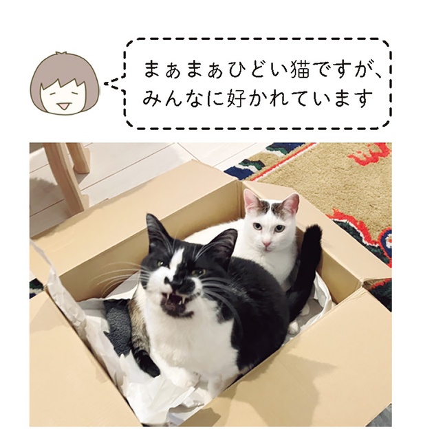 まぁまぁひどい猫ですが