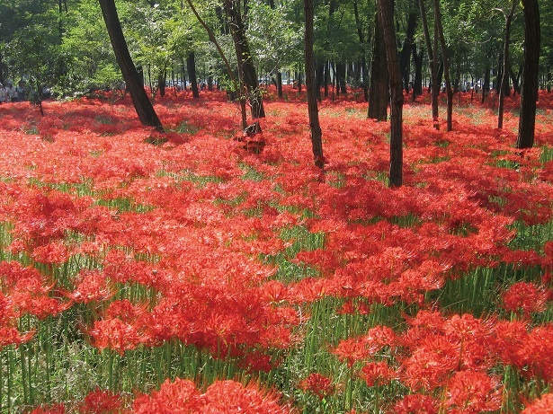 【秋の1dayトリップ】曼珠沙華で燃え上がる！埼玉・巾着田の旅