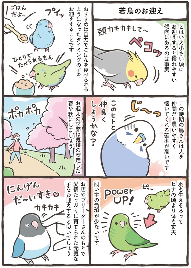 若鳥のお迎え