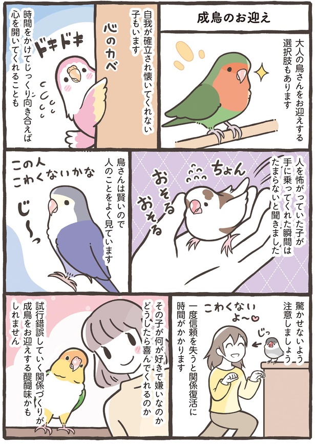 成鳥のお迎え