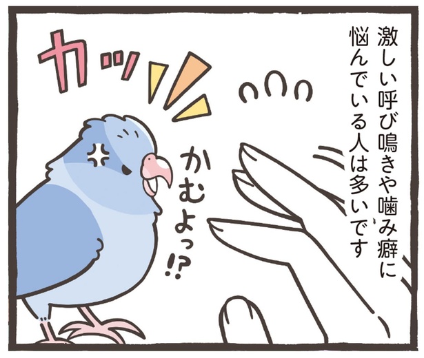 激しい呼び鳴きや噛み癖に悩んでいる人は多いです