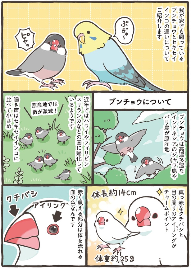 真っ赤なクチバシと目の周りのアイリングがチャームポイント （C）鳥野 ニーナ、寄崎 まりを／KADOKAWA