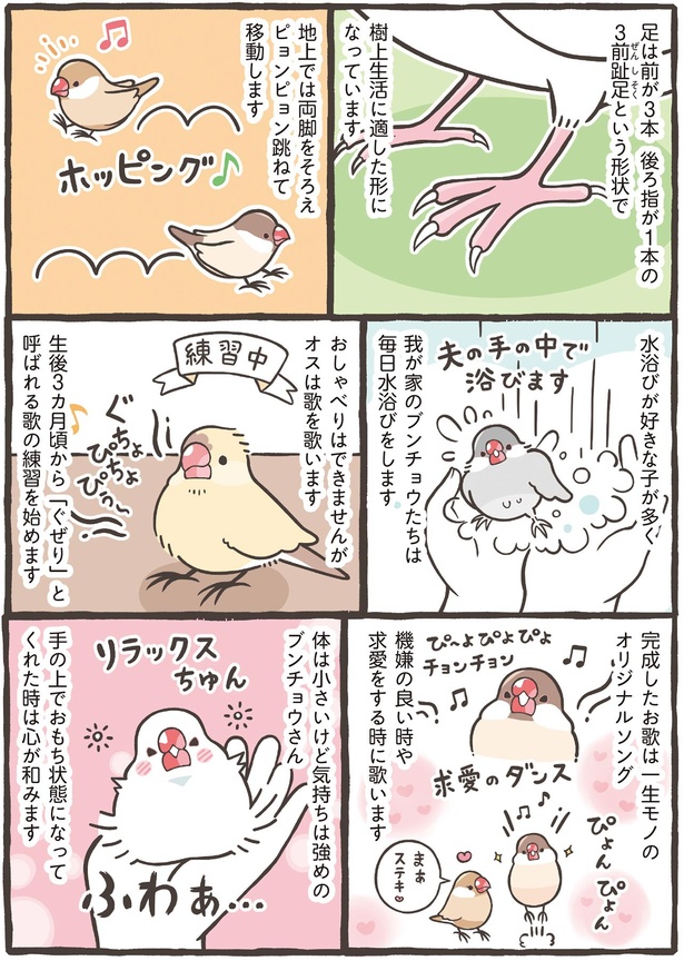 体は小さいけど気持ちは強めのブンチョウさん （C）鳥野 ニーナ、寄崎 まりを／KADOKAWA