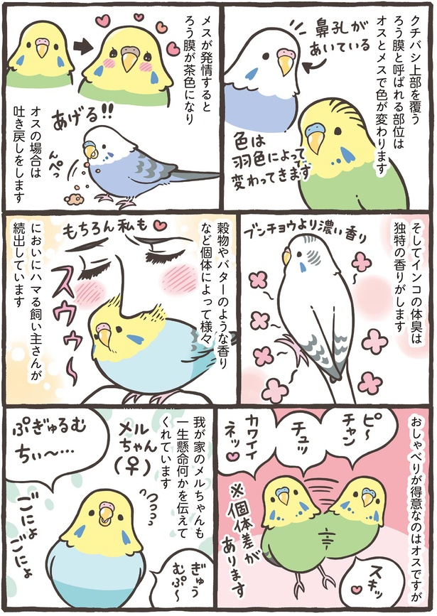 インコの体臭は独特の香りがします （C）鳥野 ニーナ、寄崎 まりを／KADOKAWA