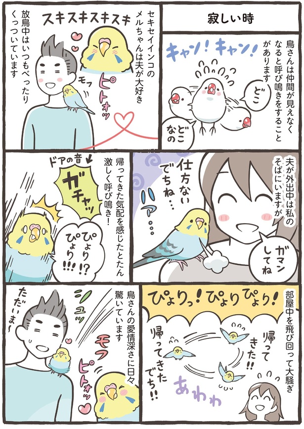 鳥さんの愛情深さに日々驚いています