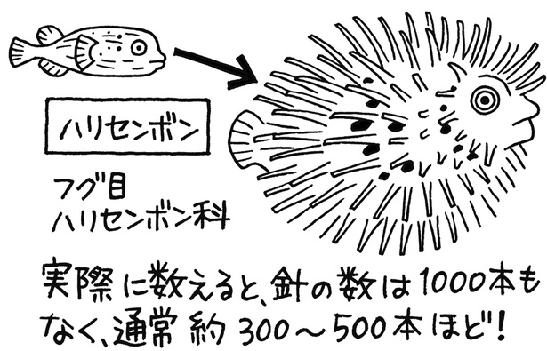 ハリセンボンの針は1000本もない？