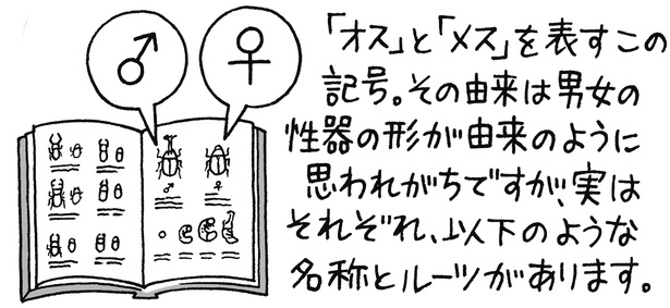 「オス」と「メス」の記号には意外なルーツがある