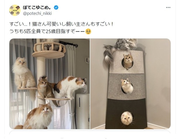 猫ちゃんが集まりました▶キャットタワーは猫ちゃんに大人気（⇒次へ）