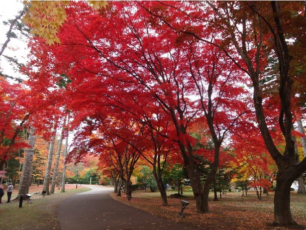 美しく色づいたカエデ並木／香雪園(見晴公園内)の紅葉