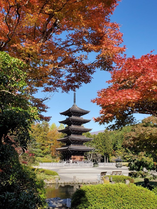 燃えるような紅葉が五重塔を包み込む／定義如来西方寺(定義さん)の紅葉