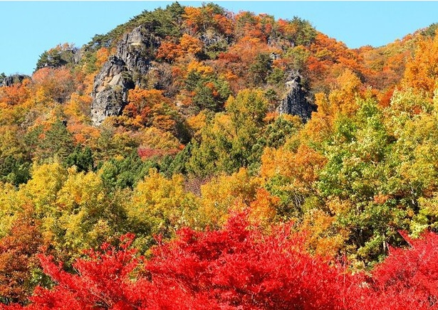 秋には錦絵を思わせるほど鮮やかに色付く木々が岩山を覆う／霊山県立自然公園の紅葉