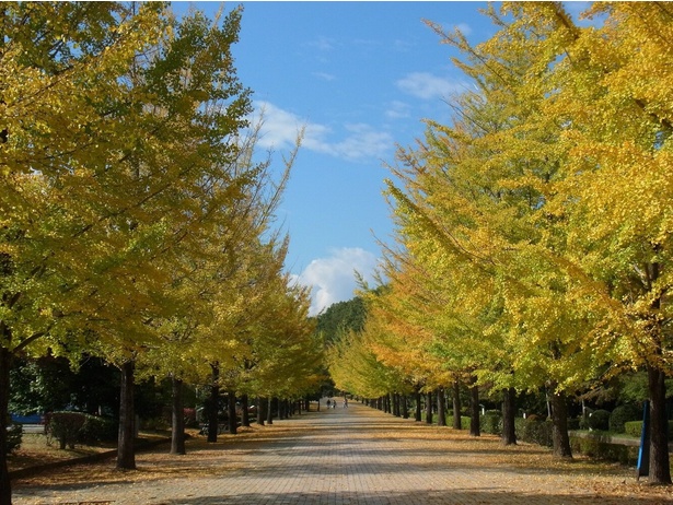 スカイロードのイチョウ並木／秩父ミューズパークの紅葉