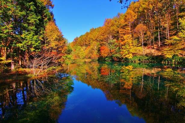 雲海とともに紅葉を楽しむことも／富士見台高原の紅葉