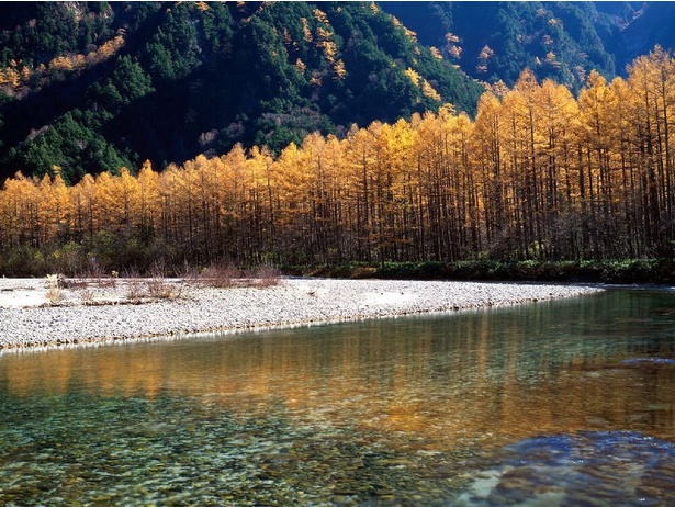 黄金色の木々が水面を鮮やかに彩る／上高地(大正池、河童橋周辺)の紅葉