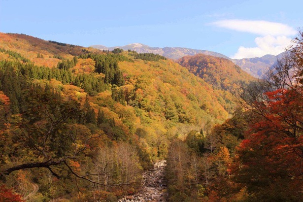 白山公園線沿線は比較的長い間、どこかしらが紅葉のピークを迎えている／白山市白峰県道白山公園線沿線の紅葉