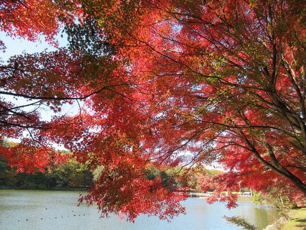 井頭公園の紅葉