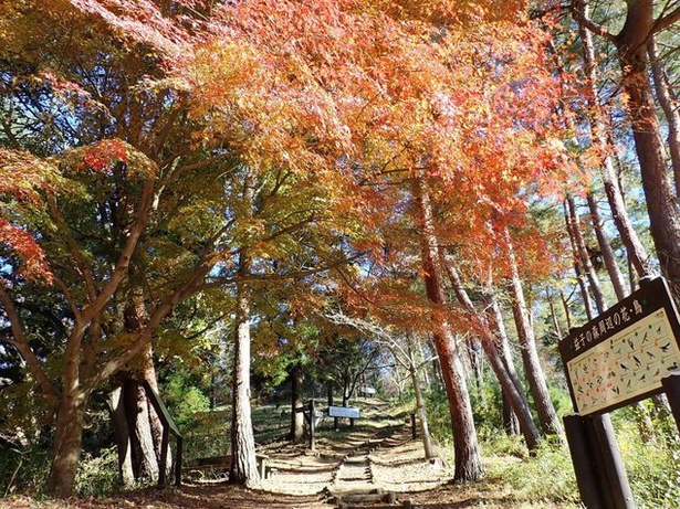 益子の森の紅葉