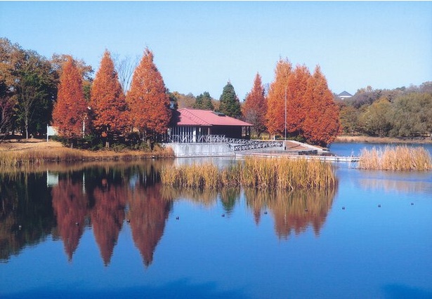 とちぎわんぱく公園の紅葉