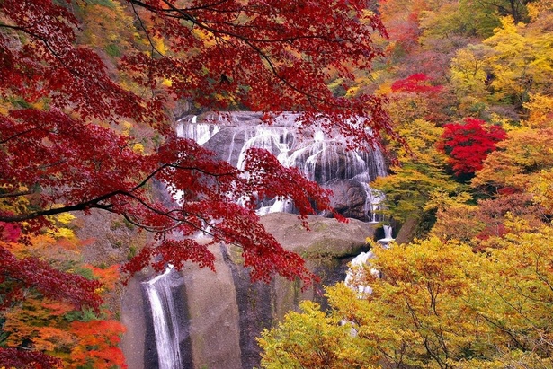 滝と紅葉のコラボレーションが見事／袋田の滝の紅葉