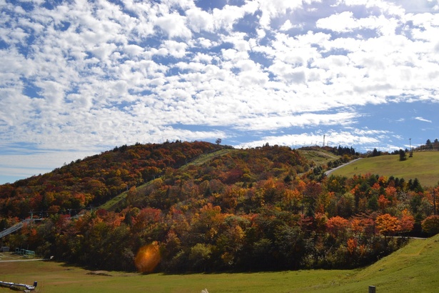 紅葉と青空のコントラストも見どころ／茶臼山高原の紅葉