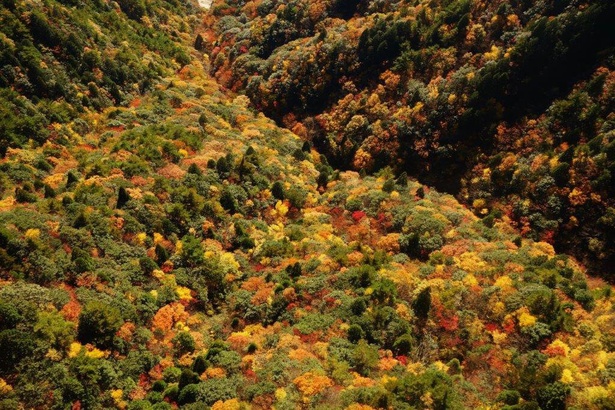 紅葉の中をロープウェイで通り抜けることができる／御在所岳(中腹)の紅葉