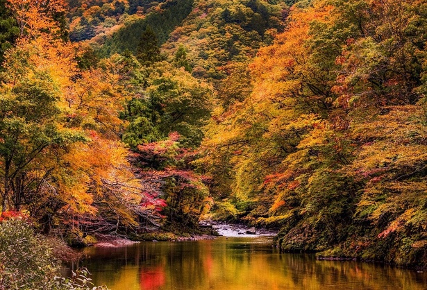 街道沿いの美しい紅葉が楽しめる／飛騨美濃せせらぎ街道の紅葉