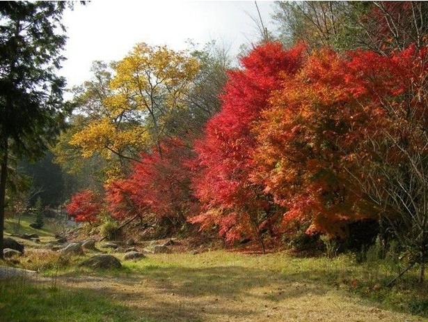 もみじ公園が紅葉に包まれる／矢野温泉公園 四季の里 もみじ谷園の紅葉