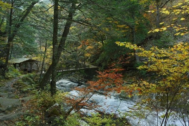 涼しげな清流に紅葉が彩を添える／面河渓の紅葉