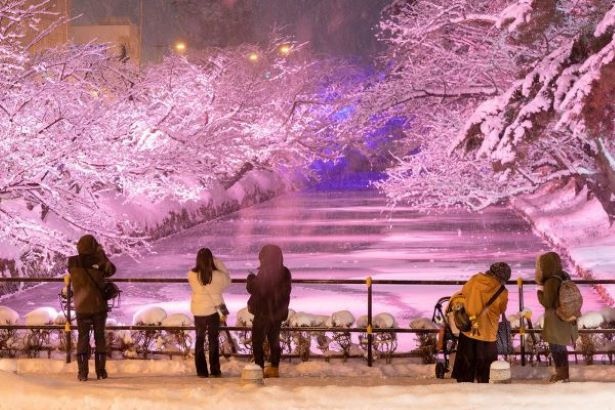 弘前公園 冬に咲くさくらライトアップ(青森県弘前市)