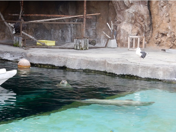 旭山動物園・「あざらし館」屋外放飼場/アザラシもなんとなくカモメを気にしているような雰囲気