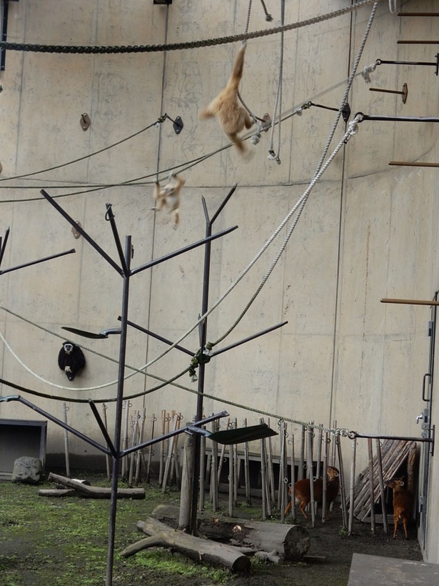 旭山動物園・「てながざる館」/微妙な距離感を保ち生活する、シロテテナガザルとキョン