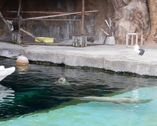 気づいてた？　旭山動物園ではこんな動物たちも共生しています