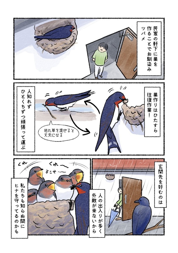 巣作りに励むツバメの親鳥 ツバメ02 画像提供：piro piro piccolo