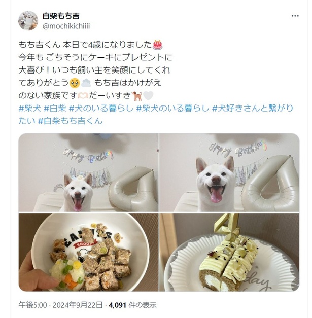 幸せそうなお誕生日会▶風船と一緒に嬉しそう（⇒次へ） 白柴もち吉さんのX（旧Twitter）より