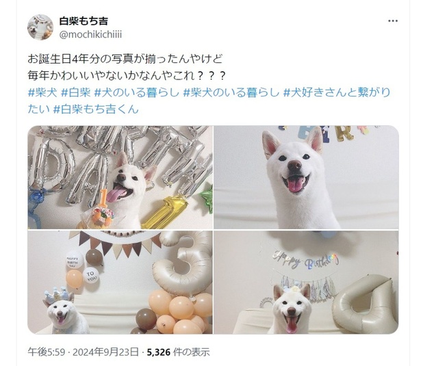 お誕生日4年分の写真のポスト▶1歳のもち吉くん（⇒次へ） 白柴もち吉さんのX（旧Twitter）より