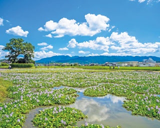 【列車ひとり旅】水田を埋め尽くす薄紫の花は圧巻！橿原で自然と歴史散歩