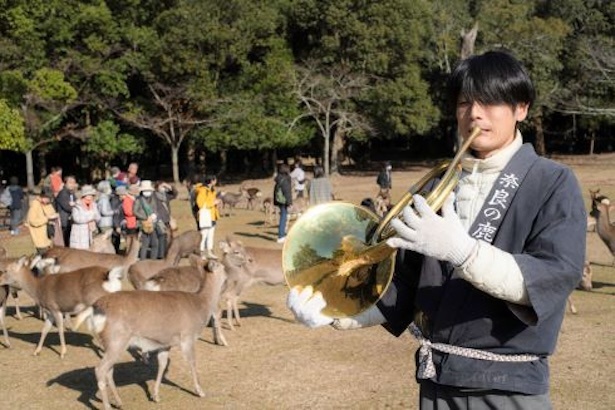 【写真】奈良公園での「鹿寄せ」の様子。ナチュラルホルンの音色に誘われて、鹿が駆け集まる！