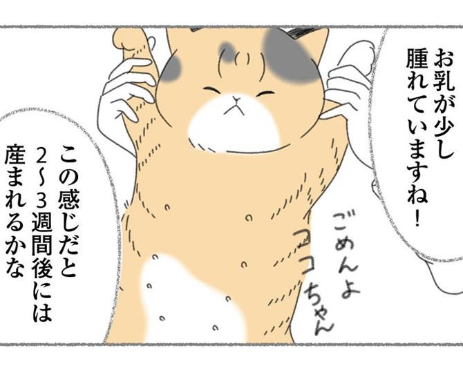 【ネコ漫画】保護した猫のお腹には赤ちゃんが！うれしい反面、先住猫5匹と母猫、そして赤ちゃんを飼えるのかすぐに答えを出せなかった…