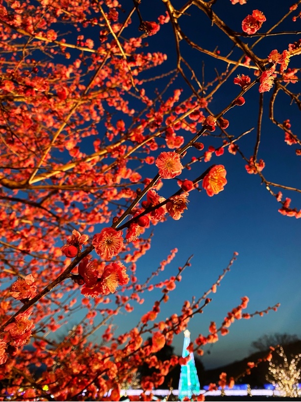 寒紅梅