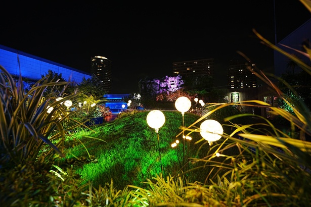 【写真】都会のオアシスならではの夜の情景を作り出す／サンシャイン水族館 マリンガーデンイルミネーション