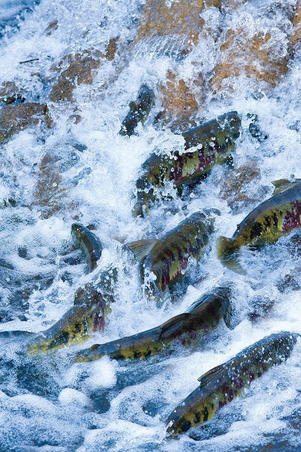 白老町のウヨロ川では多くのサケが遡上する