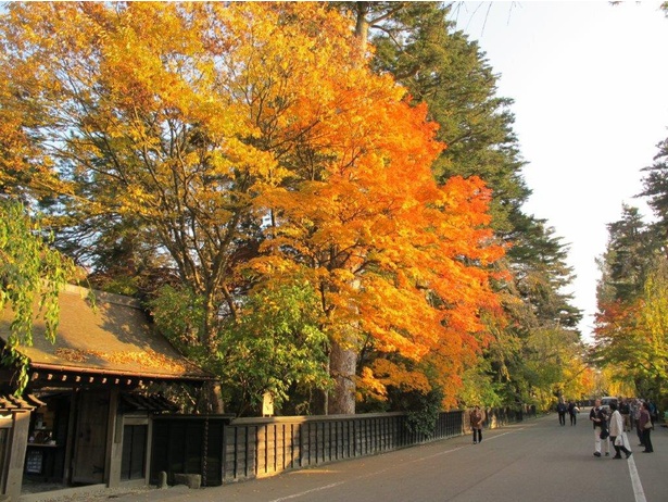 青柳家前の紅葉が夕日を浴びて輝く／角館の紅葉