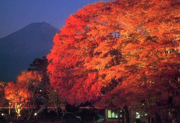 富士山と紅葉のコラボをライトアップで楽しむのも◎／河口湖