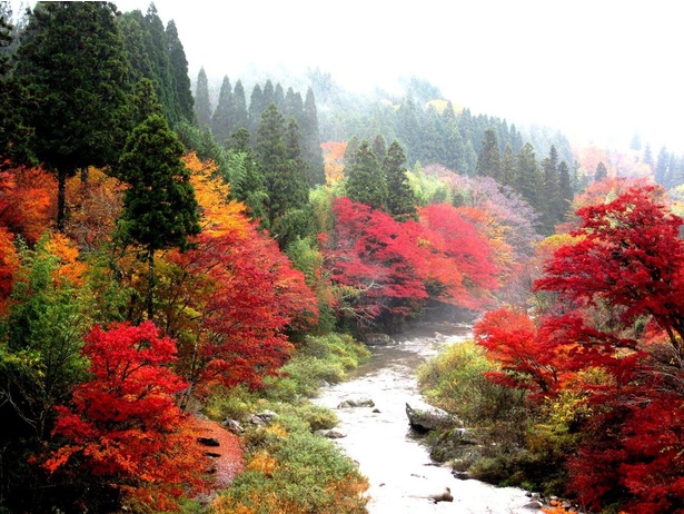 風のつり橋から望む紅葉／大井平公園