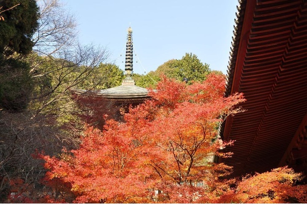 広大な境内が紅葉一色に染まるさまは必見／高雄(神護寺)