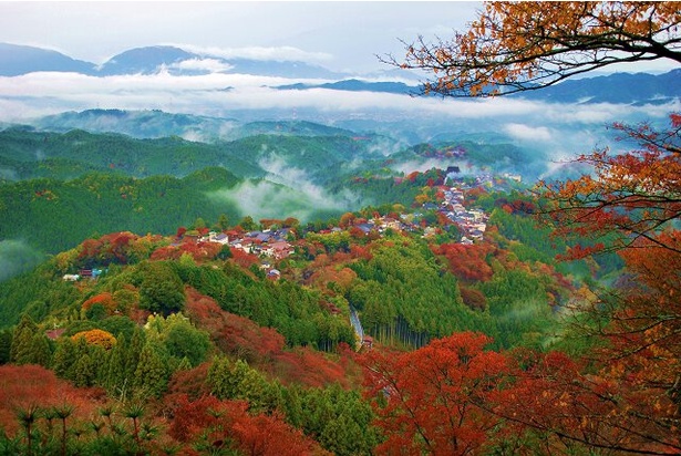 雲をも見下ろす絶景に紅葉が加わる／吉野山(上千本)